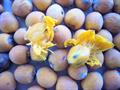 Syagrus oleracea